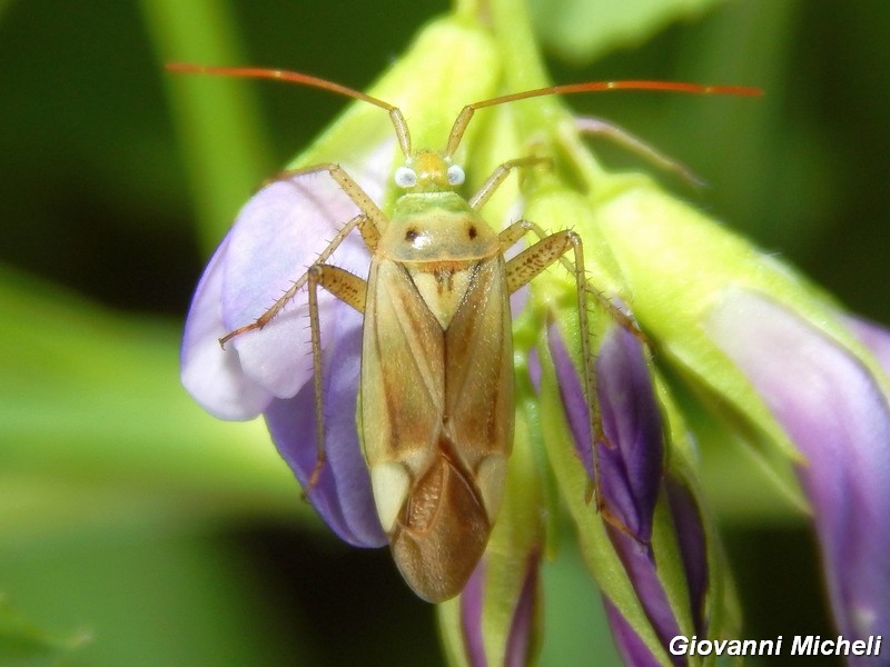Miridae: Adelphocoris lineolatus della Lombardia (MI)